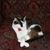 Annalie White Evans's profile image