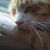 Teresa Medvetz's profile image