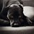 Jenny Owens Lorberbaum's profile image