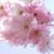 Colleen Haddow's profile image