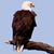 Dan Witulski's profile image