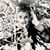 Svetlana Kristal's profile image