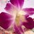 Holly Hanson's profile image