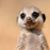Jonathan Mears's profile image