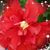 Sharon Deitz Hamilton's profile image