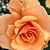Deborah Booth Crouch's profile image