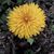 Leslie Boomershine Favela's profile image