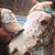 Alison Coe's profile image