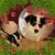Ashley West Bonham's profile image