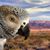 Lindy Cook Severns's profile image