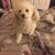 David Shepherd's profile image