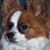 Julie Pascoe's profile image