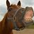 Lewis Ocala's profile image