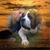 Terry Jeffries's profile image