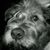 Amber Sitek Bohlen's profile image