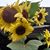 Berta Caswell's profile image