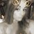 Nessa Chavez's profile image