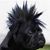 Bird Parkhurst's profile image