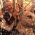 Dorothy Petito Neumann's profile image