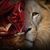 Milan Roucek's profile image