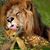 Phiroze Kazi's profile image