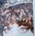 Diane Bourne's profile image