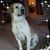 Lucy Decoteau's profile image