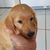 Mayer Manopla's profile image