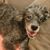Jane Cafiero Sendrovich's profile image