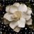 Nannette Stahl's profile image