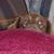 Connie Collins-Grant's profile image