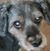Teresa Gillis-Holt's profile image