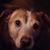 Debbie Smith Witmer's profile image