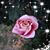 Wendy Crosby Gerleve's profile image