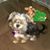 Victoria Merckel's profile image