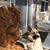 Sharon Brinkman-Windle's profile image