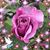 Carol Ann Cabral's profile image