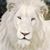 Nasser Judah's profile image