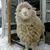 Rita Pecoraro's profile image