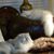 Mona Salameh's profile image