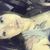 Sarah Jean Wihongi's profile image