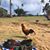 Patricia Mccarley's profile image