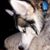 Rastus Lou's profile image