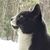 Cheryl A McCarthy's profile image
