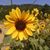 Cynthia Connor's profile image