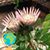 Erika Proschkow's profile image