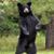 Willow Bear's profile image
