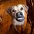 Deb Hutchinson's profile image