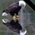 Bill Knox's profile image