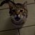 Beverly Henderson's profile image